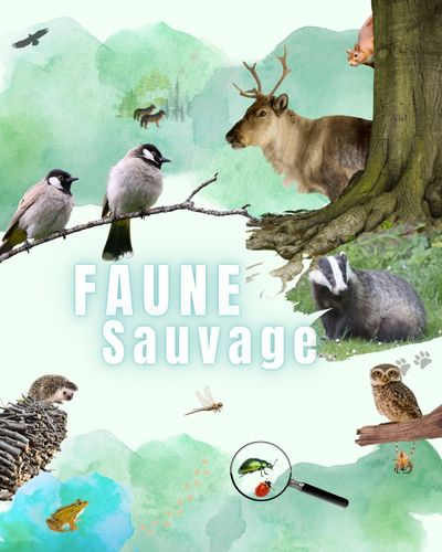 Découvrir le thème Faune Sauvage
